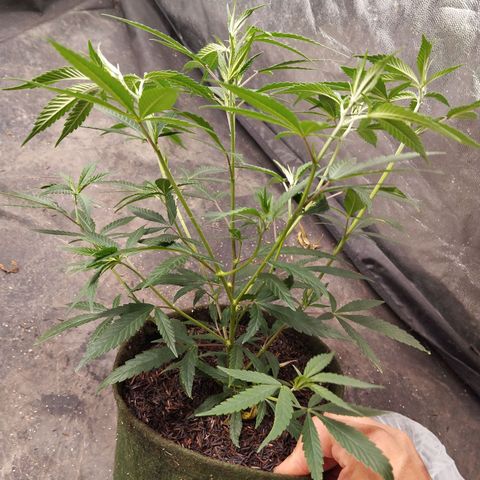 #01 - Ju 1°G growlog photo: Planta saudável. Com boas ramificações e crescendo. Acho que mais 3 semanas já dá pra florir.
