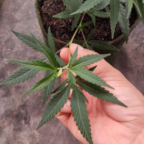 #01 - Ju 1°G growlog photo: Planta saudável. Com boas ramificações e crescendo. Acho que mais 3 semanas já dá pra florir.
