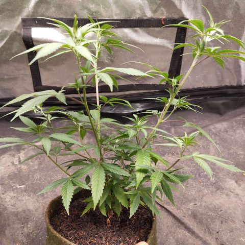Marrenta 1°g growlog photo: Muitooo lindo que isso.