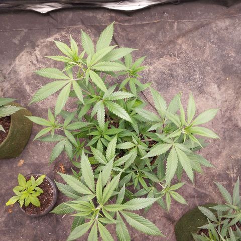 Marrenta 1°g growlog photo: Muitooo lindo que isso.