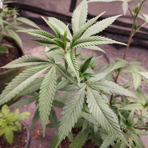 Marrenta 1°g growlog photo: Muitooo lindo que isso.