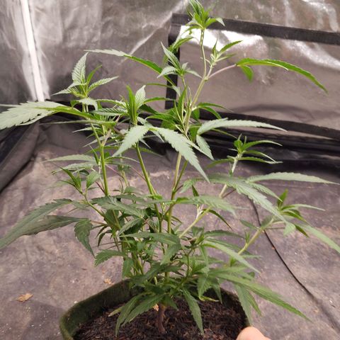 #2 Ju 1°G growlog photo: Estão bem, mas crescendo com deficiência. Apenas 3 pontas na folha. 