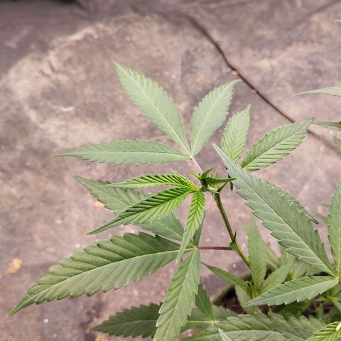 #2 Ju 1°G growlog photo: Estão bem, mas crescendo com deficiência. Apenas 3 pontas na folha. 