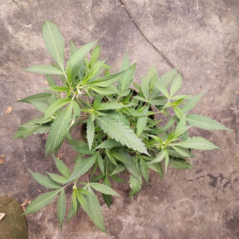 #2 Ju 1°G growlog photo: Estão bem, mas crescendo com deficiência. Apenas 3 pontas na folha. 