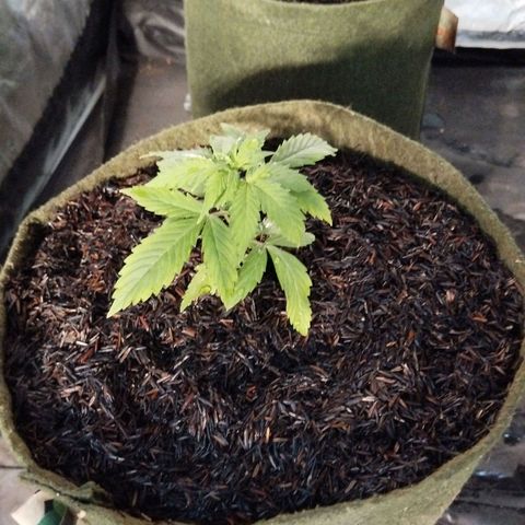 Cajurema growlog timeline photo