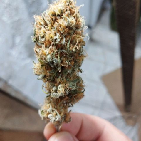 #3 Isabela growlog timeline photo
