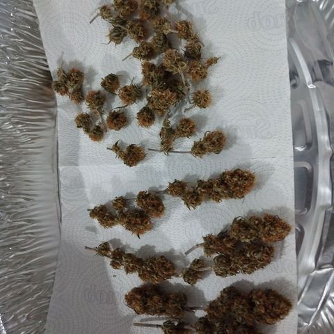 #3 Isabela growlog timeline photo