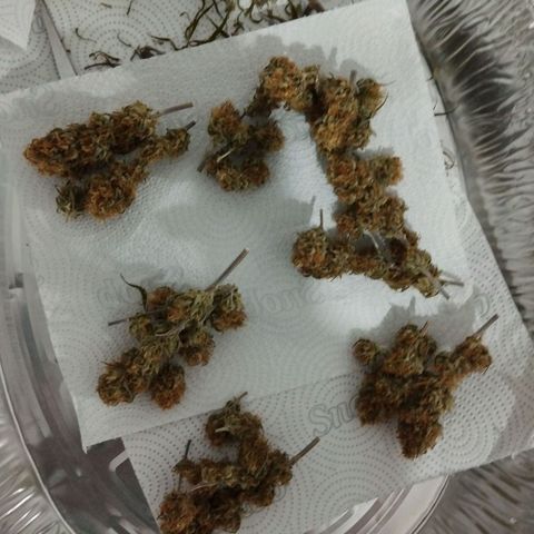 #3 Isabela growlog timeline photo