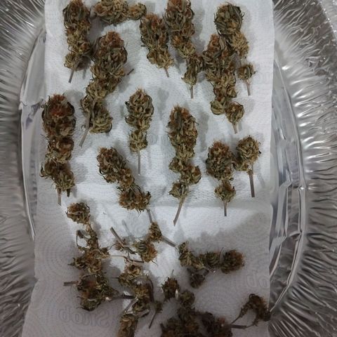 #2 Ju growlog timeline photo