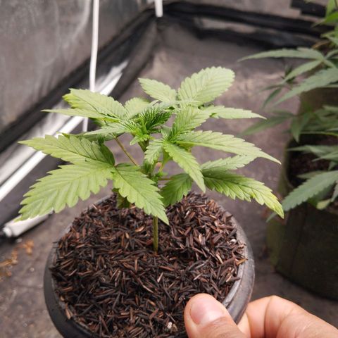 Cajurema growlog timeline photo