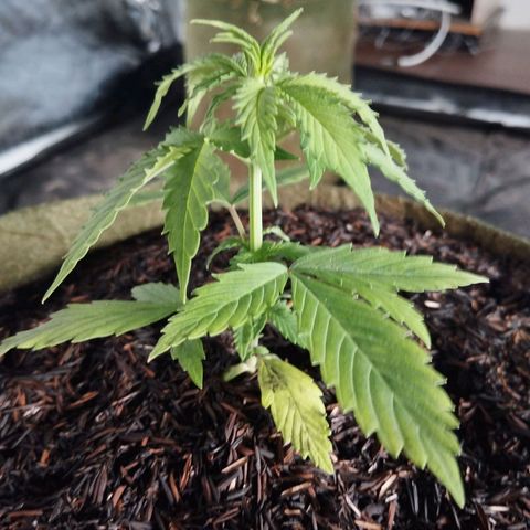 Cajurema growlog photo: Planta evoluiu MT bem com o novo solo. Antes sentia ela a planta se desenvolveu bem antes quando ela tava no copo eu tinha sentido que ela tinha dado uma travadinha e aí depois do transplante 3 dias depois notei que ela evoluiu muito bem todas as três plantas automáticas até que eu coloquei no copinho ela evoluiu bem