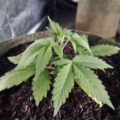 Cajurema growlog timeline photo
