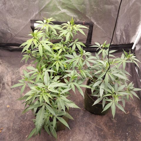 #01 - Ju 1°G growlog photo: Lindíssimas.
As regras fazem MT efeito 