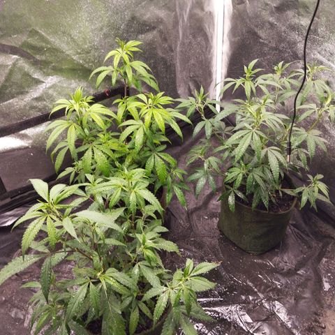 Cajurema growlog timeline photo