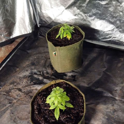 Cajurema growlog timeline photo