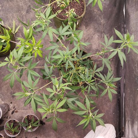 #01 - Ju 1°G growlog photo: Treino 