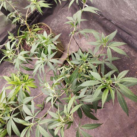 #01 - Ju 1°G growlog photo: Treino 