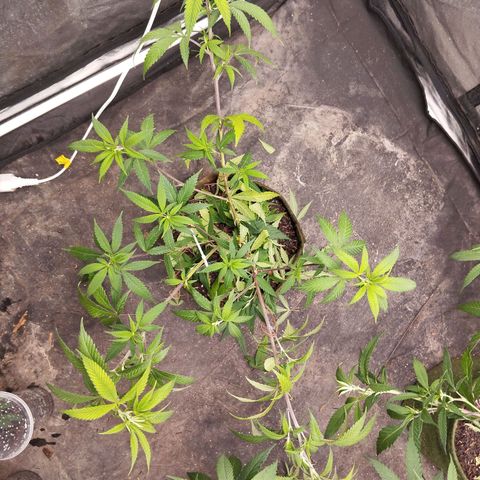 Marrenta 1°g growlog timeline photo