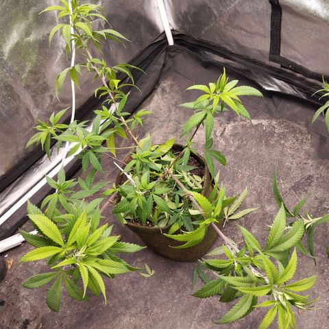 Marrenta 1°g growlog timeline photo
