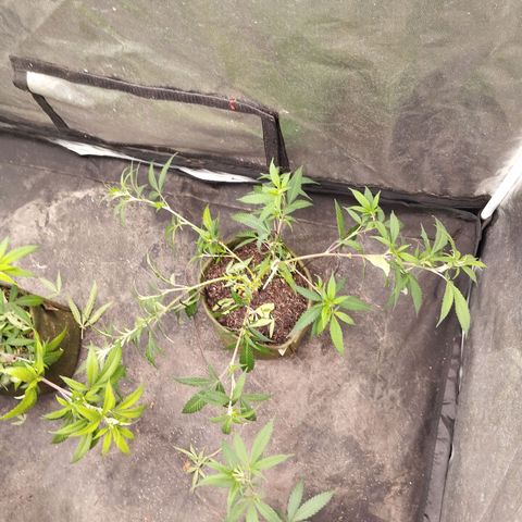 #2 Ju 1°G growlog timeline photo