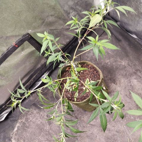 #2 Ju 1°G growlog timeline photo