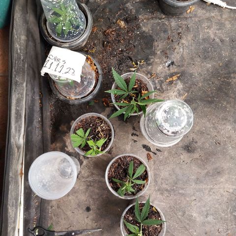 #01 - Marrenta growlog photo: Clones da Ju #1/2 e Marrenta. 
