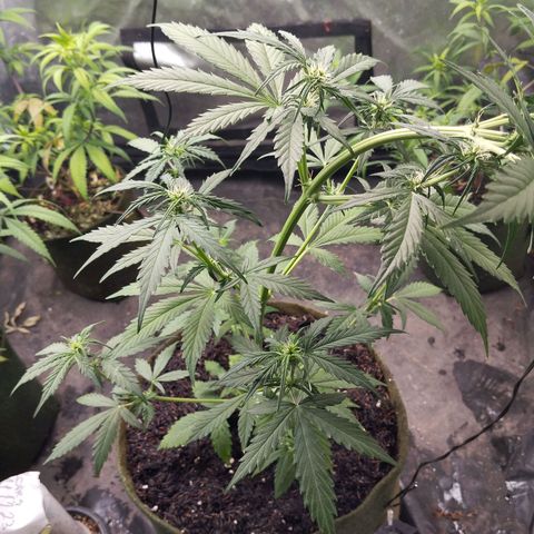 Cajurema growlog photo: Planta MT saudável
Ela esticou muito e tive que meter uma amarra nela. 
Foi de boas. Não teve uma grande torção 