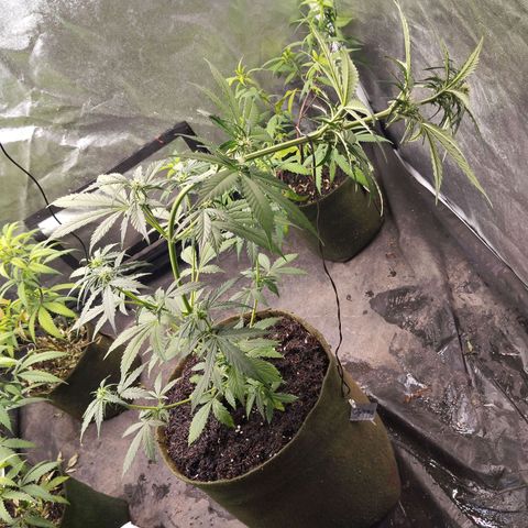 Cajurema growlog photo: Planta MT saudável
Ela esticou muito e tive que meter uma amarra nela. 
Foi de boas. Não teve uma grande torção 