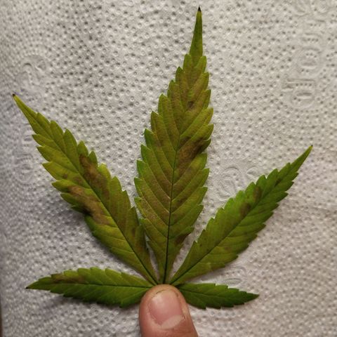 Marrenta 1°g growlog photo: Apresentou deficiência igual a sua mãe. 
Isso começou depois do treinamento com amarras. 