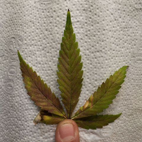 Marrenta 1°g growlog photo: Apresentou deficiência igual a sua mãe. 
Isso começou depois do treinamento com amarras. 