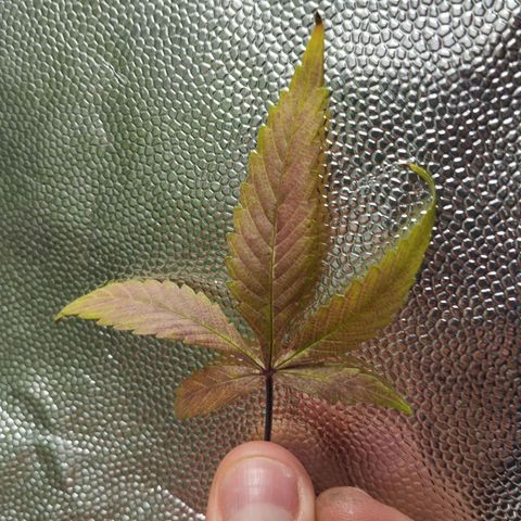 Marrenta 1°g growlog photo: Apresentou deficiência igual a sua mãe. 
Isso começou depois do treinamento com amarras. 