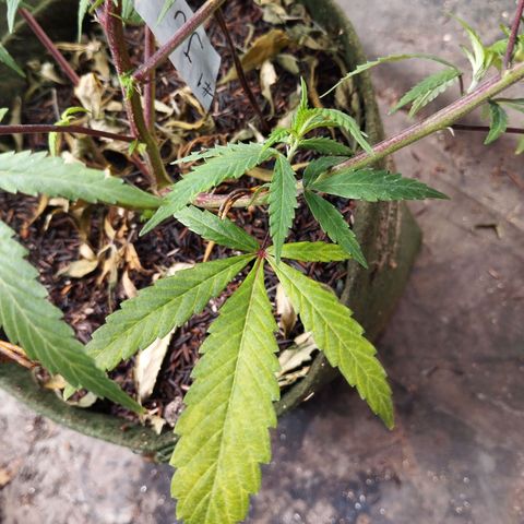 #01 - Marrenta growlog photo: Apresentando um início de deficiência nas folhas velhas. Mas está bem ramificada e com aparência boa. Mas não está no seu máximo. 