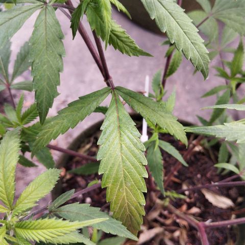 #01 - Marrenta growlog photo: Apresentando um início de deficiência nas folhas velhas. Mas está bem ramificada e com aparência boa. Mas não está no seu máximo. 
