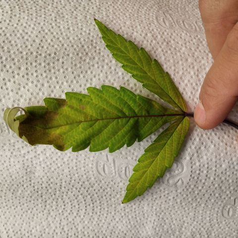 #2 Ju 1°G growlog photo: Planta apresentando um pouco de deficiência. 