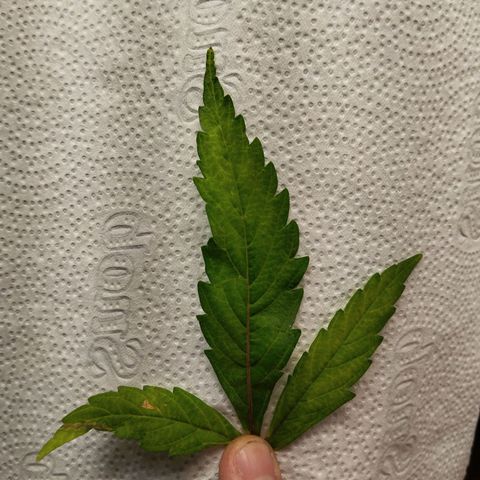 #2 Ju 1°G growlog photo: Planta apresentando um pouco de deficiência. 