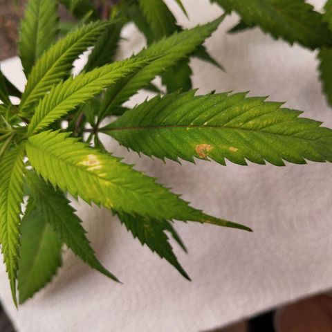 #2 Ju 1°G growlog timeline photo