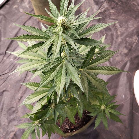 Cajurema growlog timeline photo