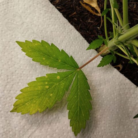 Cajurema growlog photo: Apresentando alguma deficiência na folha mais velha.
Mas no geral está bem. 