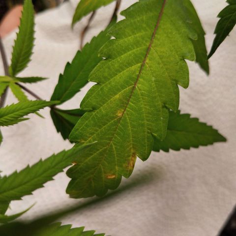 #2 Ju 1°G growlog timeline photo
