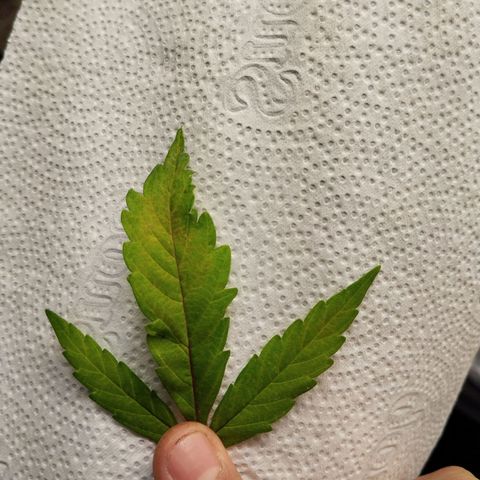 #2 Ju 1°G growlog photo: Planta apresentando um pouco de deficiência. 