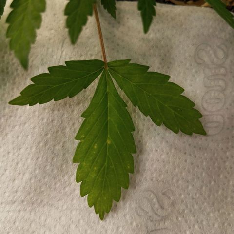 Cajurema growlog photo: Apresentando alguma deficiência na folha mais velha.
Mas no geral está bem. 