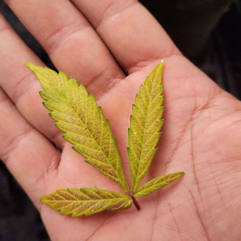 Cajurema growlog photo: Apresentando deficiência. Igual as Gorilas de primeiro ciclo. 
Alguma coisa tá faltando. Preciso estudar sobre 