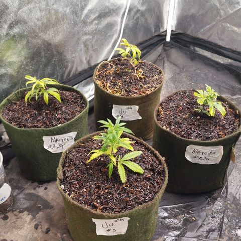 Cajurema growlog photo: Clones da Ju/1°G e Marrenta/1°G
Tô sem limite pra add elas. Mas vou investir 