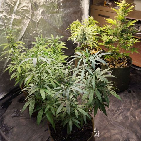 Cajurema growlog timeline photo