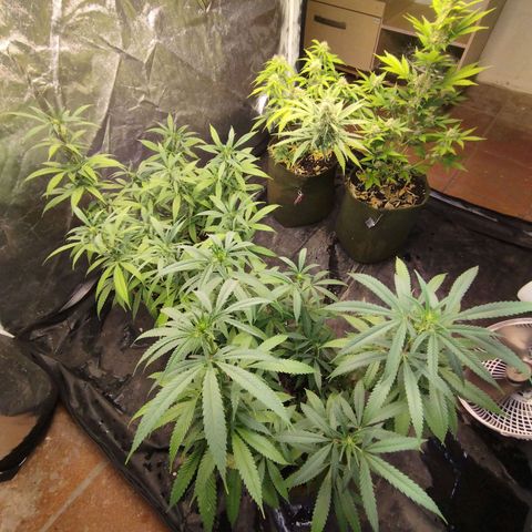 Cajurema growlog timeline photo