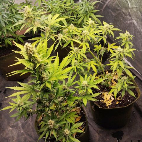 Cajurema growlog timeline photo
