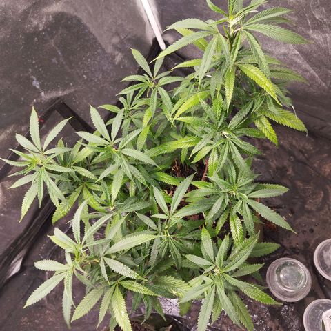 Cajurema growlog timeline photo