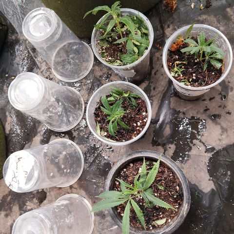 Cajurema growlog timeline photo