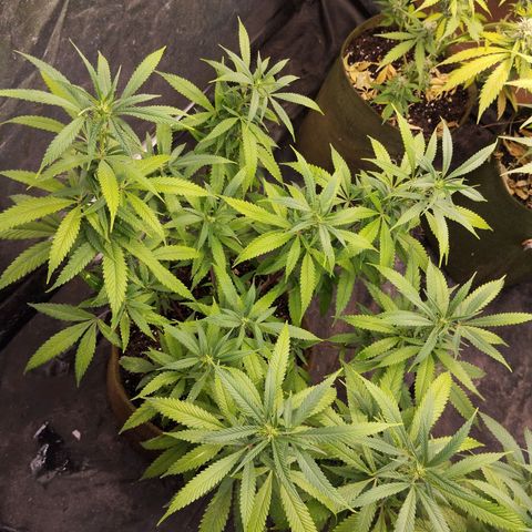 Cajurema growlog timeline photo