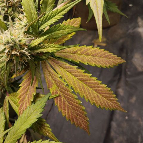 Cajurema growlog timeline photo